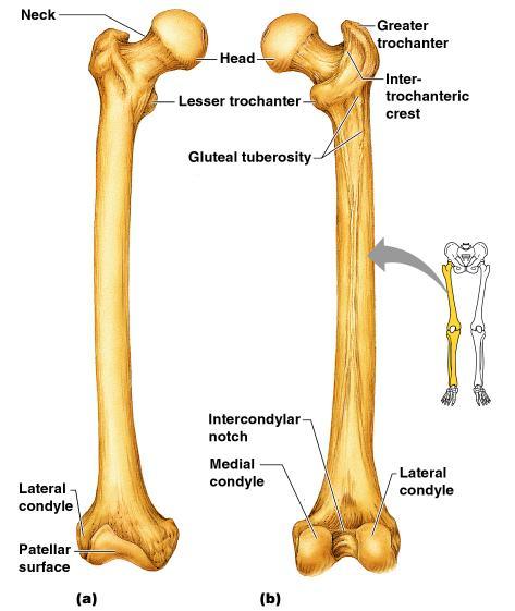 Femur Thigh bone Strongest and longest bone in the