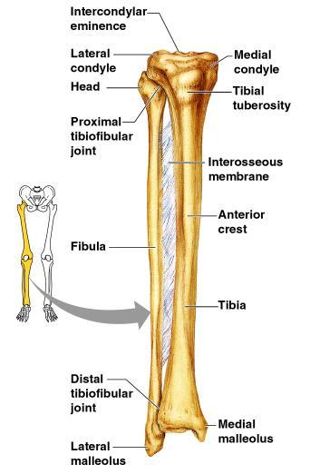 Tibia Shinbone Medial (towards the middle) to the fibula Thicker bears