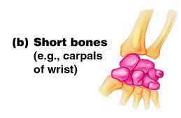 2. Short bones Generally cubeshape Contain