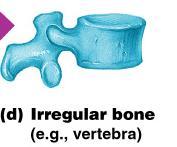 4. Irregular bones Irregular shape Do not fit into other