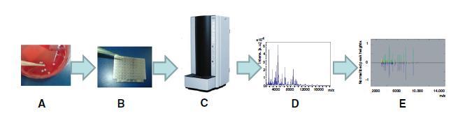 Mass spectrometry : MALDI-TOF Protocol : 1) Broth culture with the strain to be tested + carbapenem : 3-6h 2) Mass spectrometry 3) if carbapenemase + : hydrolysis of the carbapenem Carbapenem