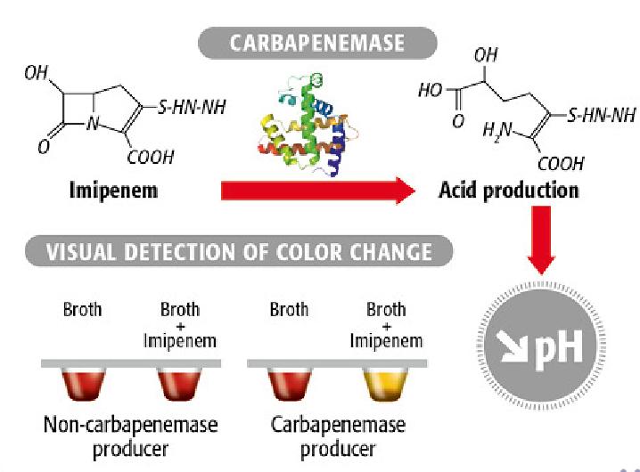 Biochemical identification of carbapenemase activity: