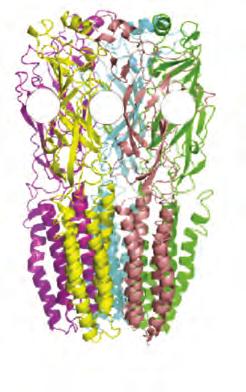 6 ADDICTION SCIENCE & CLINICAL PRACTICE JULY 2011 FIGURE 1. Nicotine Acetylcholine Receptor A. C. α7 Ion channel Ion channel α7 α7 α4 β2 α3 β4 β2 β3 α7 α7 β2 β2 α4 (A) Side view of the α7 nr showing binding sites for acetylcholine or nicotine.