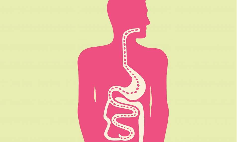 THE GUT MICROBIOME The ecological
