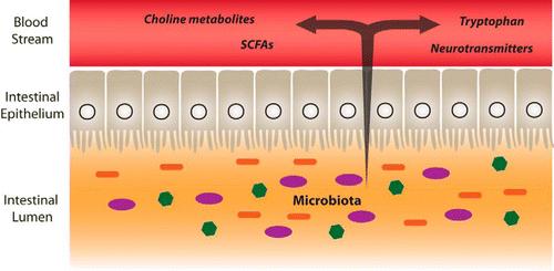 MICROBIOTA FUNCTIONS Repress pathogenic microbe growth Displace pathogens Produce anti-microbial factors Metabolic function Carbohydrate fermentation Short chain fatty acid