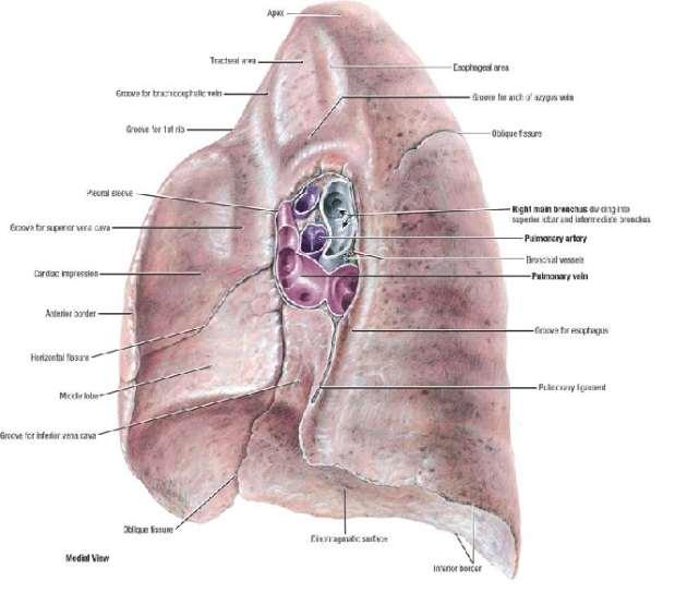 The borders of the lungs Inferior border of the lung is sharp and separates the base from the costal surface.