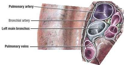 The hilum The arrangement of the pulmonary vessels is similar in both hila: i.
