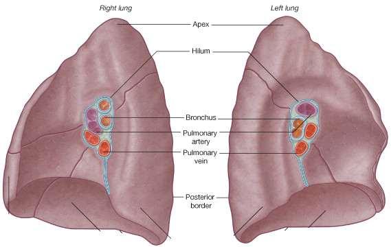 Introduction The lungs are the vital organs of respiration Their main function is to oxygenate the