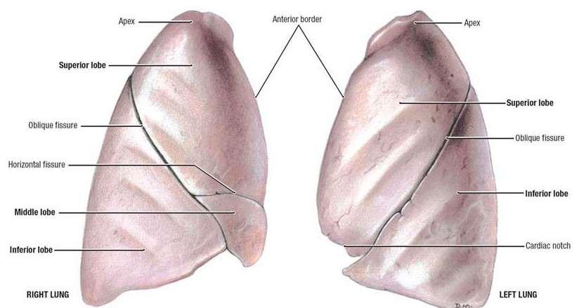 The surfaces of the lungs Costal surface : Convex shaped, lies in