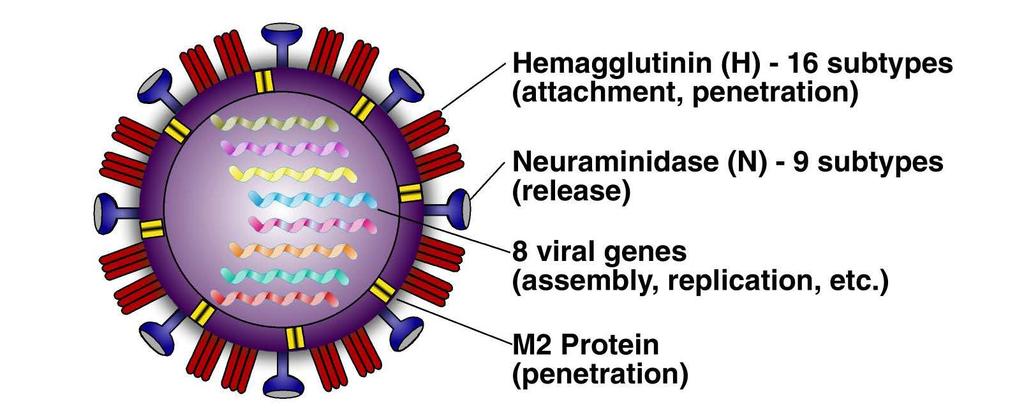 Influenza A Virus Hemagglutinin (H) 17 subtypes (attachment, penetration) Neuraminidase (N) 10 subtypes