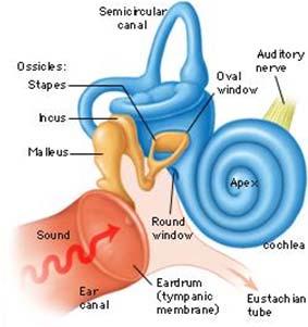 hearing loss Conductive loss Sensorineural loss Audibility/distortion Effect of noise Hearing