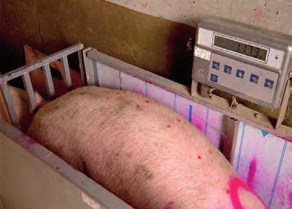 The target of the feed program is to develop the gilts in such a way that they will have the proper weight and confirmation at insemination.