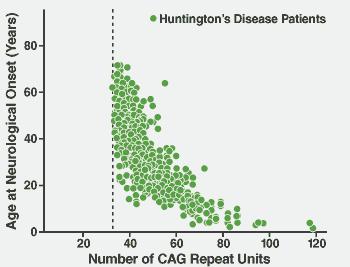 CAG repeats and age of onset < 36 CAG repeats for healthy people > 37 or more repeats (up to 121) will develop HD Number of repeats roughly