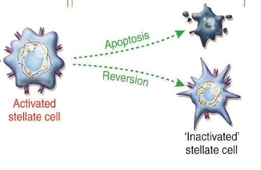 Stellate cell HSC Inactivation