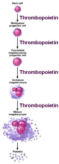Thrombopoietin (TPO) involved at all stages Stimulates platelet production by promoting: