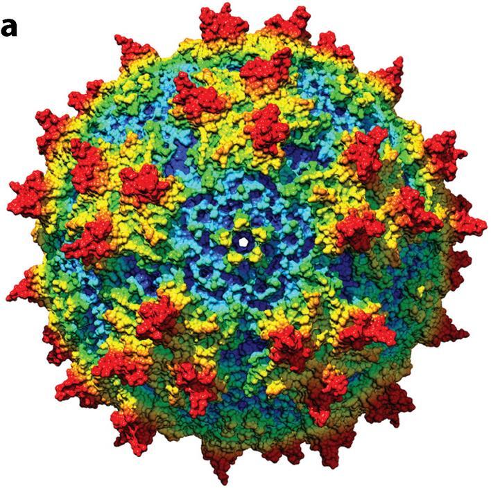 AAV technology Identified as contaminant of adenovirus (Ad) Single stranded DNA genome of 4.
