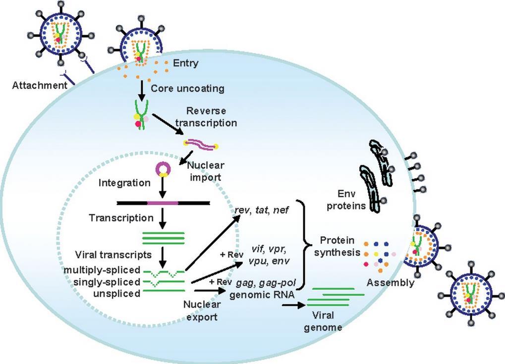 Lentivirus technology Class of retroviruses that includes human immunodeficiency virus (HIV) Single stranded RNA genome of
