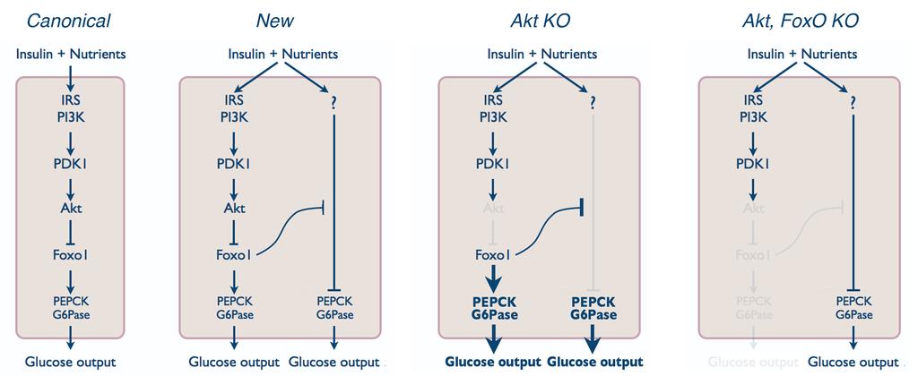 Supplementary Figure 11 Supplementary Figure 11. Schematic illustration of regulation of liver glucose metabolism by Akt and Foxo1.