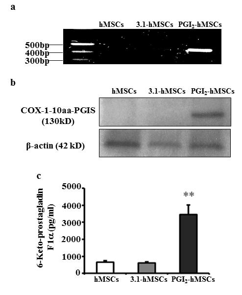 Supplementary Figure 1. Establishment of prostacyclin-secreting hmscs. (a) PCR showed the integration of the COX-1-10aa-PGIS transgene into the genomic DNA of hmscs (PGI2- hmscs).