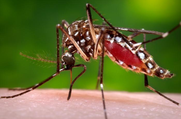Which mosquitoes spread Zika?