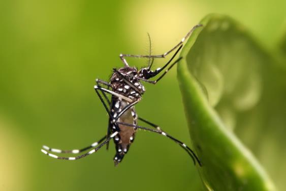 What is known about Aedes mosquitoes?