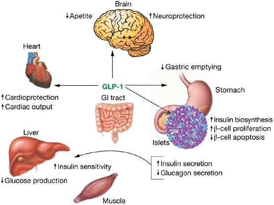 ACTIONS OF GLUCAGON-LIKE PEPTIDE 1 Drucker DJ (2005) Biologic actions and therapeutic potential of