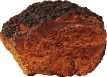 Chaga enforces your immune system because it is rich in good antioxidants which protect the body from free radicals that destroy skin tissue and cells.