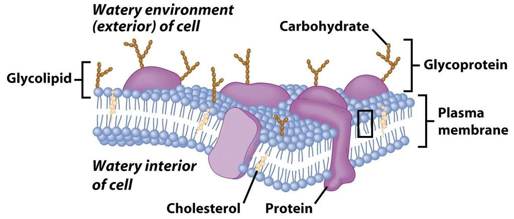 Membrane Proteins 3.