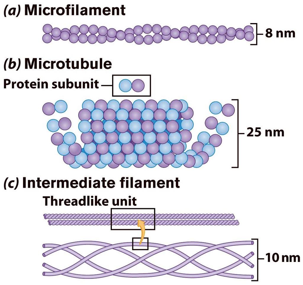 Filaments & fibers Made of 3 fiber types Microfilaments Microtubules Intermediate