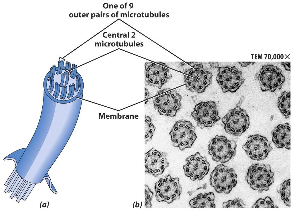 Cilia & Flagella Structure Bundles