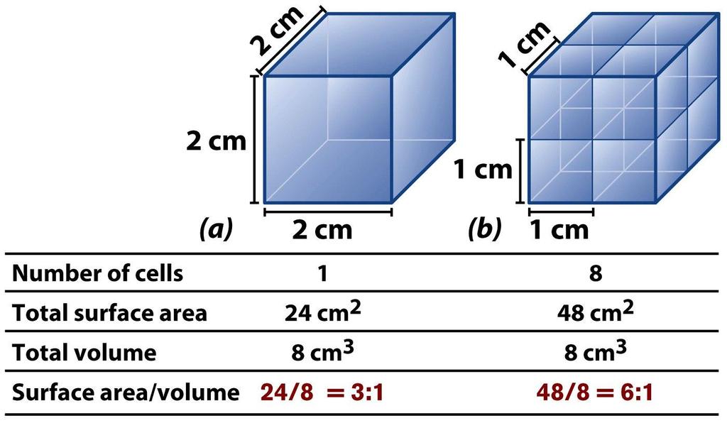 Cells Have Large