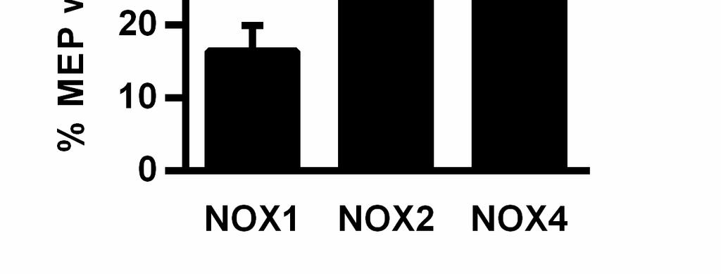 (NOX) isoforms 1, 2, or 4. NOX1 immunolabeling was present in 16.4 ± 3.