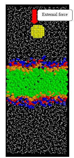 Side view of the simulation system for investigating the transport of a gold nanocrystal across the DPPC lipid membrane.