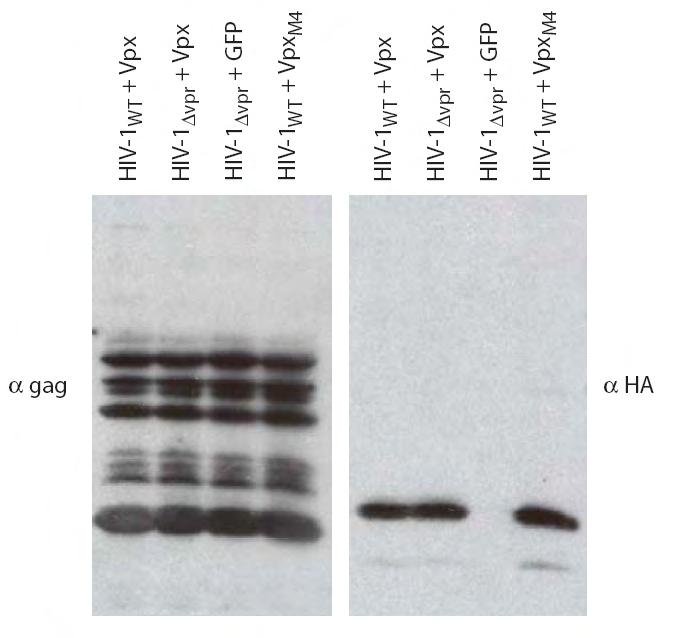 85 Figure 4-2. Packaging of Vpx proteins in wild-type and Vpr-deleted HIV-1.