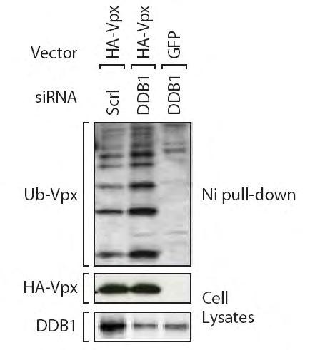 91 A B Figure 4-5. Vpx ubiquitylation is required for Vpx interaction with DDB1. (A) Association of SIV Vpx with endogenous DDB1.