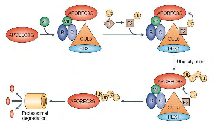 17 Harris RS, Liddament MT. Nat Rev Immunol. 2004 Nov; 4(11):868-77. Figure 1-5. The mechanism of Vif-dependent APOBEC3G degradation (65).