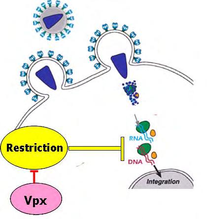 54 Figure 3-3. Model of the function of Vpx in SIV SM infection of macrophages.