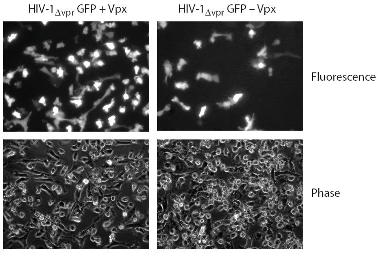 74 Figure 3-16. Vpx enhances transduction of macrophages by GFP-expressing HIV-1.