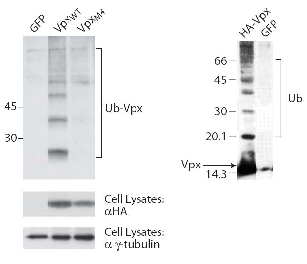 83 A B Figure 4-1. Identification of ubiquitylated residues in Vpx. (A) The positions of the Lysine (K) to Arginine (R) mutations in Vpx M4 mutant.