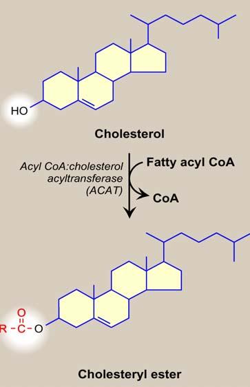 Esterification of Cholesterol in the Plasma Lecithin: Cholesterol Acyl Transferase (LCAT) Lecithin (PC) Lysolecithin