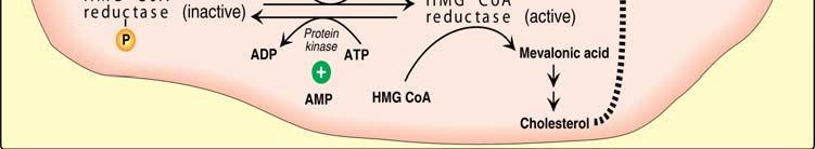 Regulation Cholesterol HMG CoA