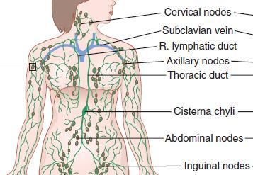 RATE OF LYMPH FLOW About 100 milliliters per hour of lymph flows through the thoracic duct of a resting human, and approximately another 20
