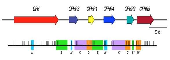New advances CFH::CFHR1 hybrid genes FHL,
