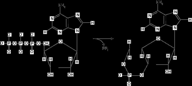 Figure 5 Catalysis of