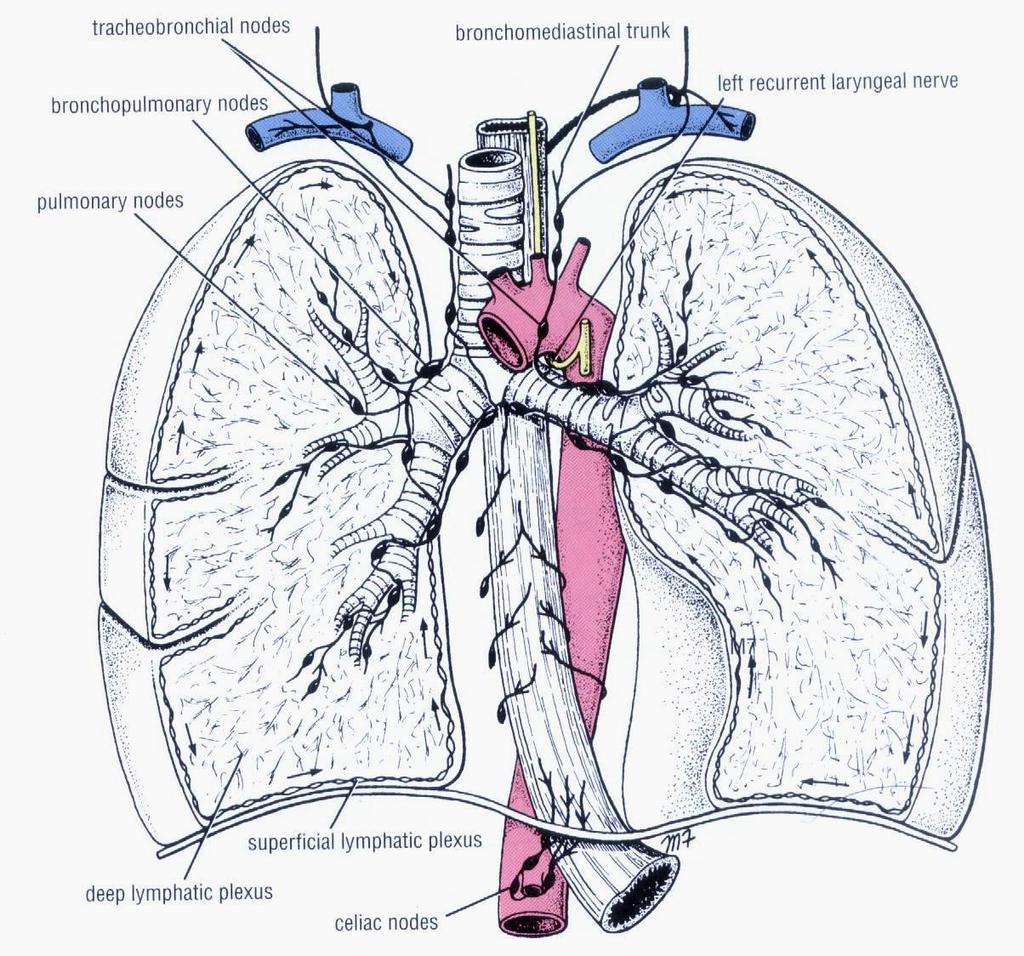 Lymph nodes and vessels of the thorax Mediastinum Disease and enlargement of these