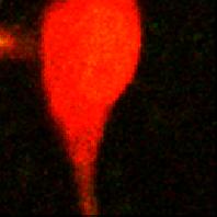 The cell was filled with a red (R) Ca 2+ -insensitive dye (3 µm Alexa 594) and a green (G) Ca 2+ -sensitive indicator (5 µm Fluo 4FF).