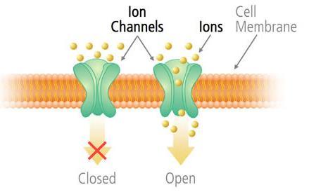Cellular Neurophysiology I Membranes and Ion