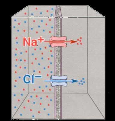 X Concentration gradient: Established by a difference in (ion) concentration within compartment or across a barrier (e.g., membrane).