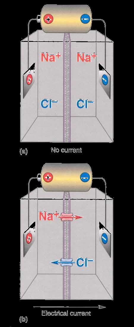 Electrical Gradients 1 Current flows when a battery is connected to an electric circuit.