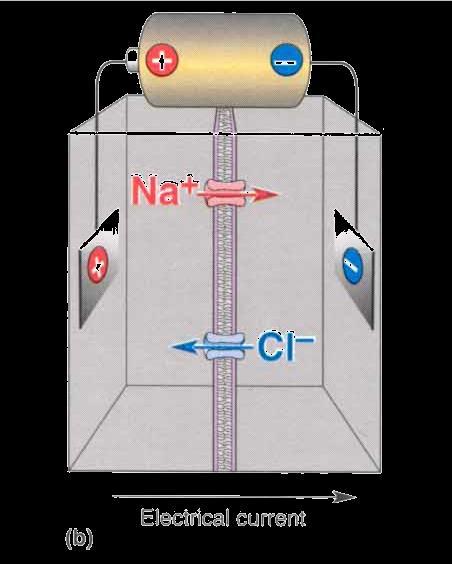 Applying a voltage across membrane (symbolized by battery) causes positivelycharged Na + ions and negatively-charged Cl - ions to move in